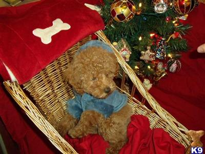 PHENOMINAL RED MALE MINI POODLE